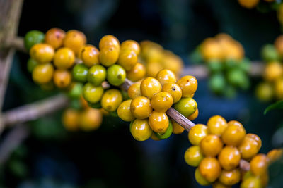 Close-up of raw coffee bean agricultural farmland 