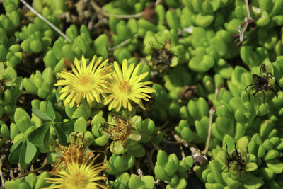 Close-up of yellow flowering plants