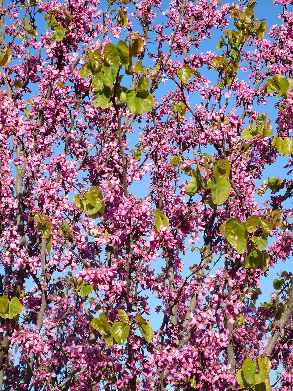 LOW ANGLE VIEW OF TREE BRANCHES AGAINST SKY