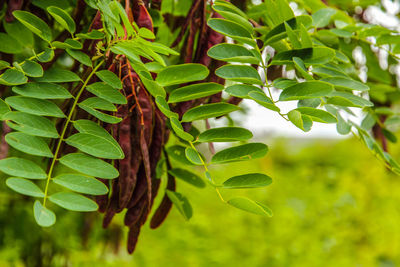 Close-up of fresh green leaves