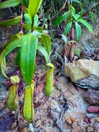 High angle view of plants growing on field