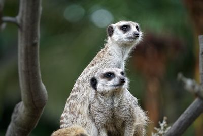 Portrait of meerkat sitting outdoors