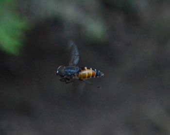 Close-up of insect