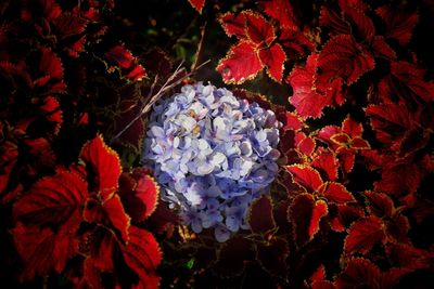 High angle view of purple flowering plant