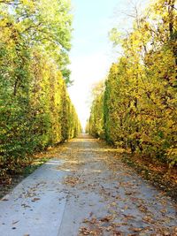 Road passing through forest