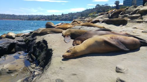 Sea lion on rocks at beach against sky