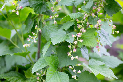 Close-up of green leaves on plant