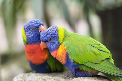 Bright multicolored rainbow lorikeet parrot brushing feathers to each other, close-up, natural
