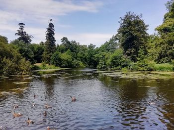 View of ducks swimming in lake