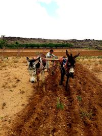 Horse cart on field