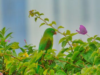 Bird perching on tree branch