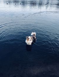 High angle view of dog swimming in lake