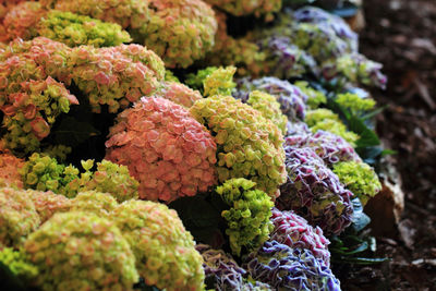 Close-up of flowering plants