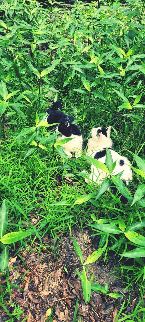 Splendor in the Grass #cat #catlovers #green #greengrass #TallGrass #spring Green Color First Eyeem Photo