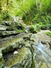 Stream flowing through rocks in forest