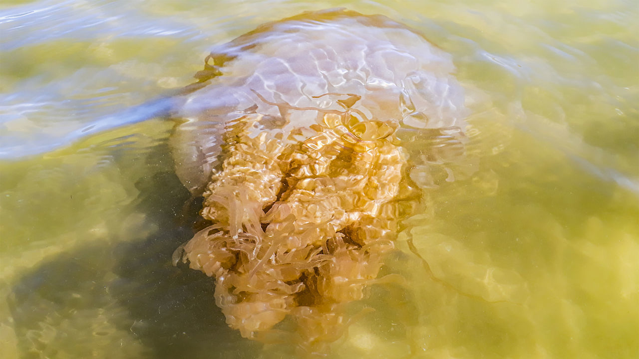 HIGH ANGLE VIEW OF JELLYFISH IN SEA