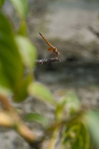 Close-up of insect on rock