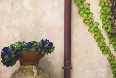 Close-up of potted plant against wall