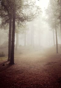 Trees on landscape against sky