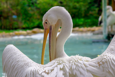 Close-up of pelican by water