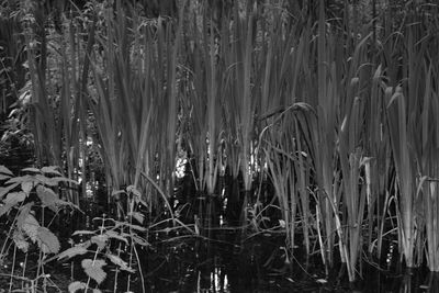 Close-up of tree trunk