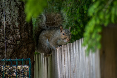 Close-up of squirrel