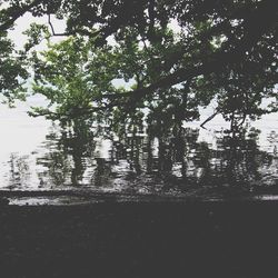 Low angle view of trees