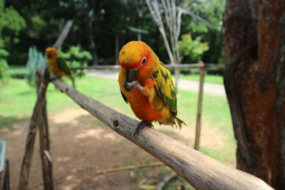 Close-up of parrot perching on tree