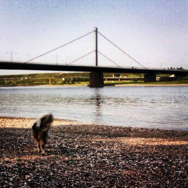 water, animal themes, one animal, dog, bridge - man made structure, domestic animals, pets, river, built structure, connection, clear sky, mammal, bridge, architecture, sky, outdoors, copy space, nature, day, full length