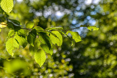 Close-up of leaves on tree