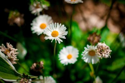 Close-up of white daisy blooming outdoors