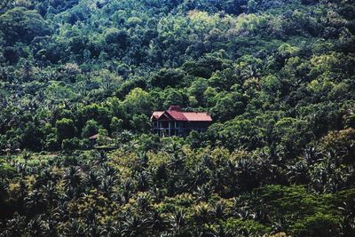 House and trees in forest