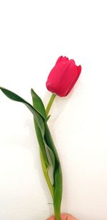 Close-up of red rose against white background