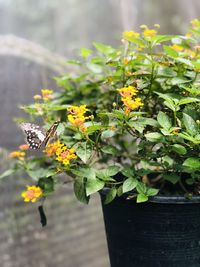 Close-up of yellow flowering plant