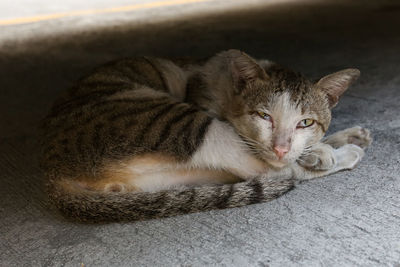 Close-up portrait of cat