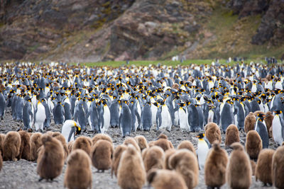 Flock of birds on land