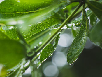 Close-up of wet leaves on plant during rainy season