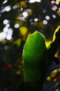 Close-up of fresh green leaves