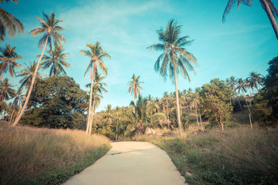 Road amidst trees on field against sky