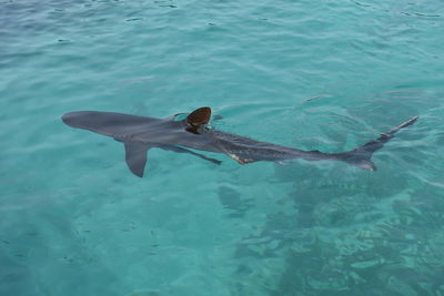 High angle view of shark swimming in pool