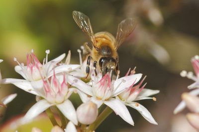 Close-up of bee pollinating flower