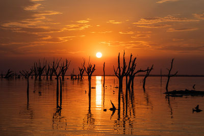 Silhouette plants by lake against sky during sunset