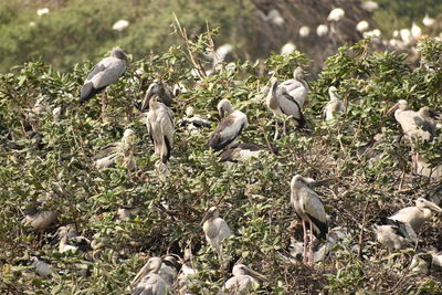 High angle view of birds on field