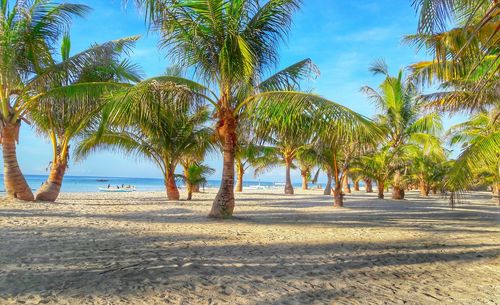 Palm trees on beach