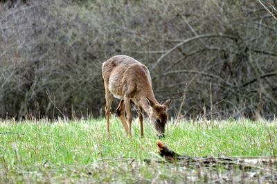 Deer feeding in field