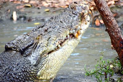 Close-up of crocodile in water