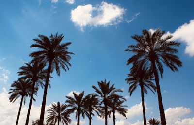 Low angle view of palm trees against sky