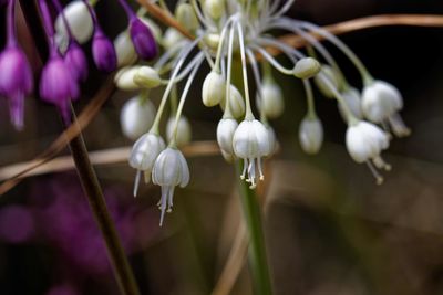 Close-up of white flowering plant