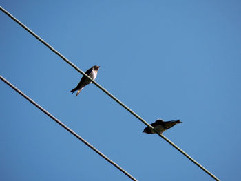 Low angle view of bird perching on cable against clear sky