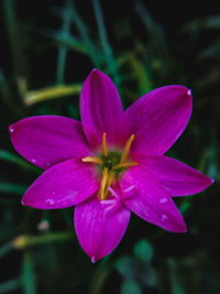 Close-up of pink flowering plant